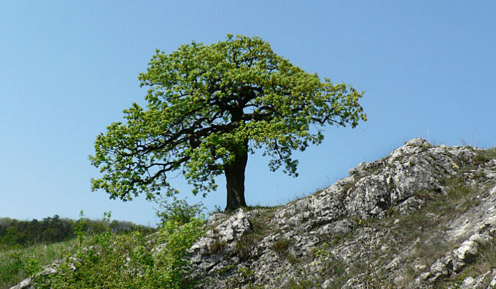 Zobraziť fotografiu